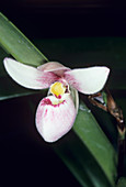 Orchid flower