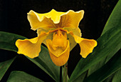 Orchid (Paph.sp.)