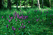 Southern marsh orchids