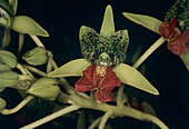 Orchid flowers (Cymbidella rhodochila)