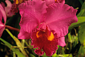 Venus slipper orchid (Phalaenopsis sp.)