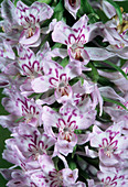 Orchid flowers (Dactylorhiza fuchsii)