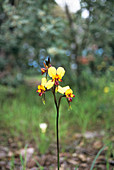 Donkey orchid flower