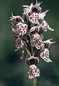 Toothed orchid (Orchis tridentata)