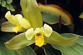 Orchid flowers (Lycaste 'Edward')
