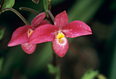 Phragmipedium 'Hanne Popow' orchid