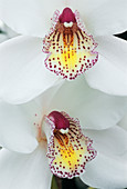 Cymbidium 'Rembrandt' orchid