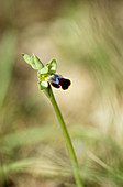 Sombre bee orchid