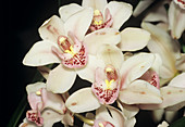 Orchid flowers (Cymbidium sp.)