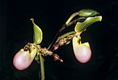 Orchid flowers (Paphiopedilum sp.)