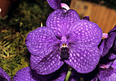 Orchid flower (Vanda sp.)