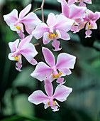 Phalaenopsis schilleriana orchid