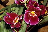 Miltonia orchid flowers