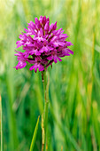 Pyramidal orchid flowers