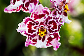 Orchid (Odontioda stirmar)