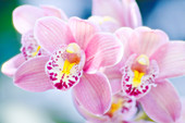 Cymbidium orchid (Cymbidium sp.)