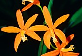 Orange orchid flowers,Laelia
