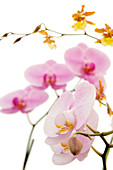 Orchid (Phalaenopsis 'Rose Miva')