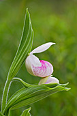 Showy lady's slipper orchid