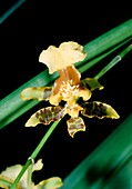 Yellow orchid,Oncidium baueri