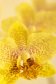 Yellow spotted phalaenopsis