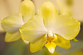 Orchid flowers (Phalaenopsis sp.)