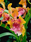 Orchid,Odontoglossum harryanum