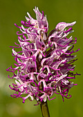 Monkey orchid (Orchis simia)