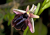 Spruner's orchid (Oprhys spruneri)