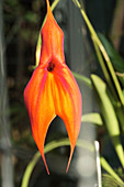 Orchid flower (Masdevallia veitchiana)