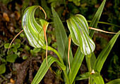 Green hood orchid (Pterostylis patens)