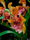 Orchid,Odontoglossum harryanum
