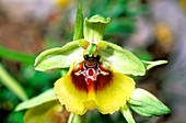 Orchid (Ophrys lacaitae)
