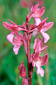 Orchid (Orchis papilionacea)