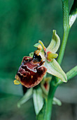 Ophrys posidonia