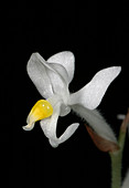 Jewel orchid (Ludisia discolor)