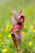 Tongue orchid (Serapias orientalis)
