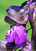 Green-winged orchid (Anacamptis morio)