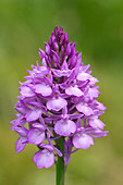 Pyramidal orchid (Anacamptis pyramidalis)
