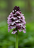 Lady orchid (Orchis purpurea)