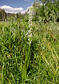 Platanthera leucostachys orchid