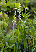 Platanthera leucostachys orchids