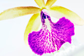 Corsage orchid (Cattleya hybrid)