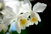 Corsage orchid (Cattleya hybrid)