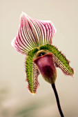 Orchid (Paphiopedilum hybrid)