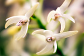 Orchid (Dendrobium speciosum)