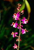 Doritis orchid (Doritis pulcherrima)