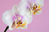 Phalaenopsis flowers (Phalaenopsis sp.)