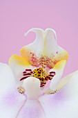 Phalaenopsis labellum (Phalaenopsis sp.)