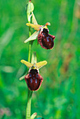 Ophrys sphegodes ssp. atrata